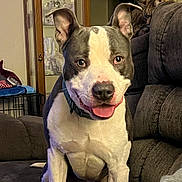 Hunter is registered to the contest to win money with this photo: animal, brown, cat, closeup, collar, couch, cozy, dog, domestic, furniture, happy, indoor, pet, pit_bull, relaxed, sitting, smiling, tabby_cat, tongue_out, white