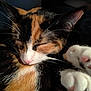 cat, calico, sleeping, close_up, paw, fur, whiskers, pet, animal, cozy, relaxed, indoor, cute, mammal, feline, face, ears, pink_nose, resting, soft