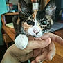 kitten, calico, cat, pet, hand, close_up, indoor, wooden_desk, curious, feline, whiskers, paw, young, domestic_animal, cute, animal, fur, eyes, person_hand, table