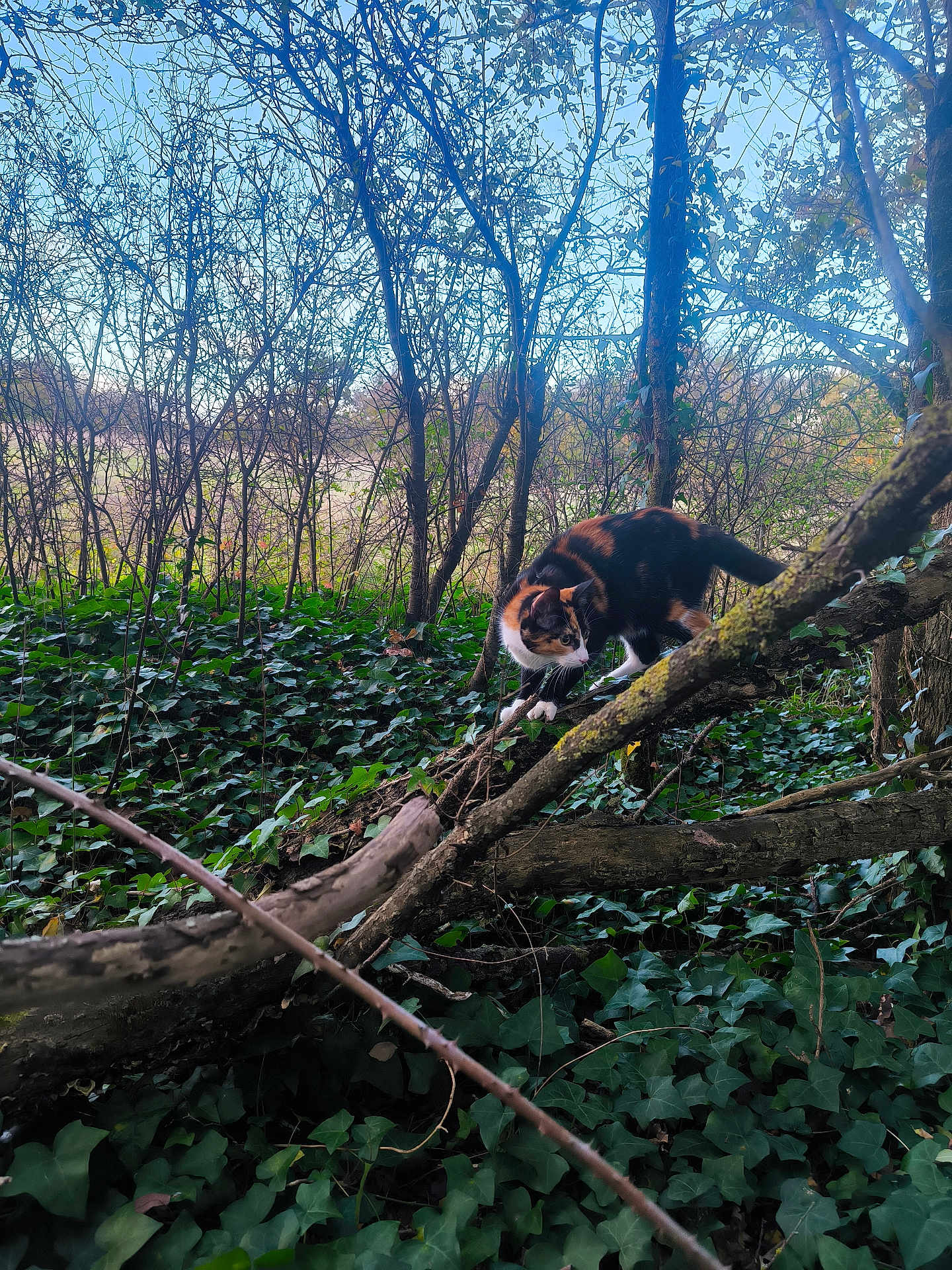 Rani a rejoint le concours — aidez-le/la à gagner de superbes lots ! cat, calico_cat, forest, ivy, tree, branch, fallen_tree, outdoor, nature, greenery, leafless_trees, wildlife, animal, moss, daylight, sky, curious, walking, plant, woodland