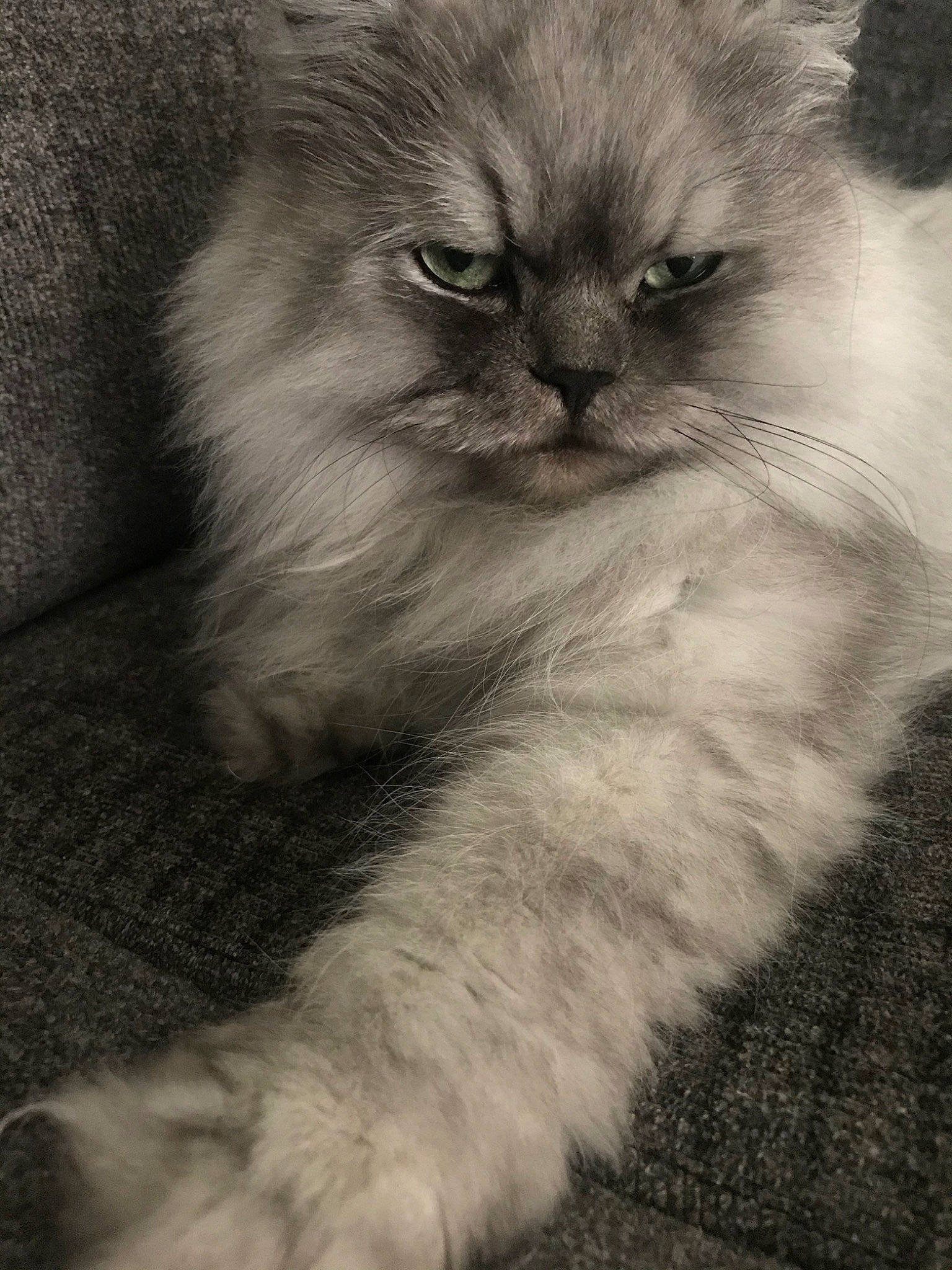 Wally joined the competition — help win amazing prizes! asian, asian_semi_longhair, black_and_white, british_longhair, british_semi_longhair, carnivore, cat, domestic_long_haired_cat, eye, felidae, fur, himalayan, kitten, mammal, persian, ragdoll, siberian, small_to_medium_sized_cats, snout, whiskers