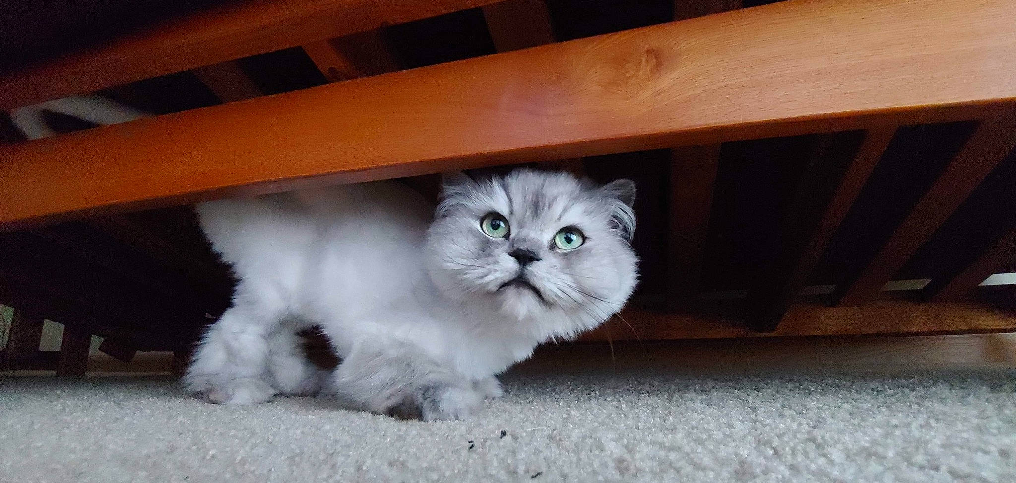 Wally joined the competition — help win amazing prizes! asian_semi_longhair, british_longhair, british_semi_longhair, carnivore, cat, domestic_long_haired_cat, eye, felidae, fur, iris, kitten, mammal, munchkin, norwegian_forest_cat, nose, persian, ragdoll, skin, small_to_medium_sized_cats, whiskers