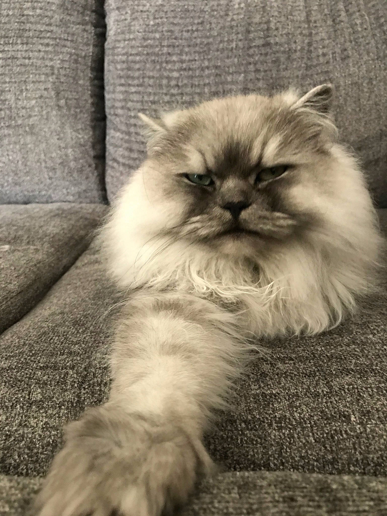 Wally joined the competition — help win amazing prizes! asian, asian_semi_longhair, british_longhair, british_semi_longhair, carnivore, cat, domestic_long_haired_cat, eye, fawn, felidae, fur, himalayan, kitten, mammal, napoleon_cat, persian, ragdoll, small_to_medium_sized_cats, vertebrate, whiskers