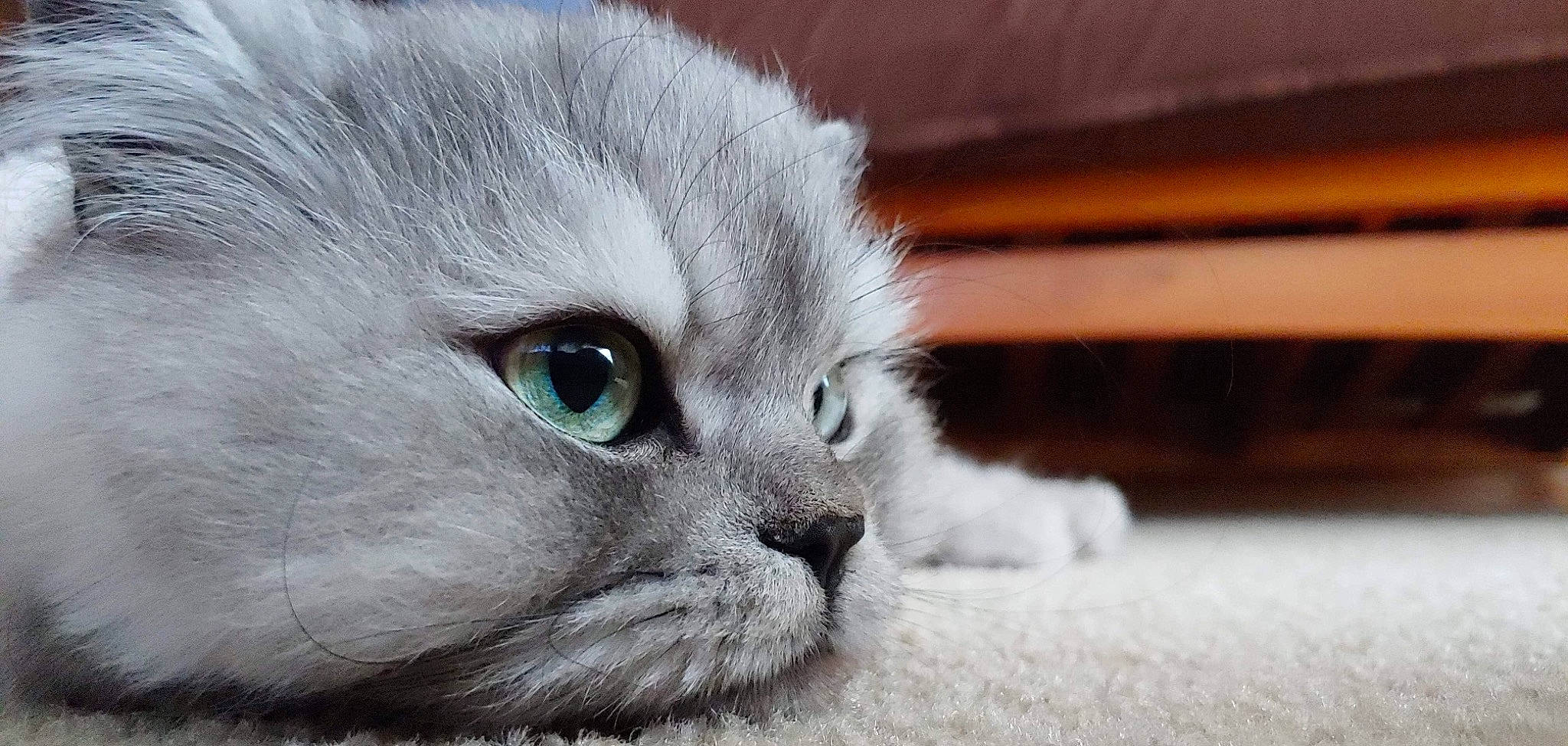 Wally is registered to the contest to win money with this photo: asian, british_longhair, british_semi_longhair, burmilla, carnivore, cat, close_up, eye, felidae, fur, kitten, mammal, munchkin, nose, ojos_azules, siberian, small_to_medium_sized_cats, snout, vertebrate, whiskers