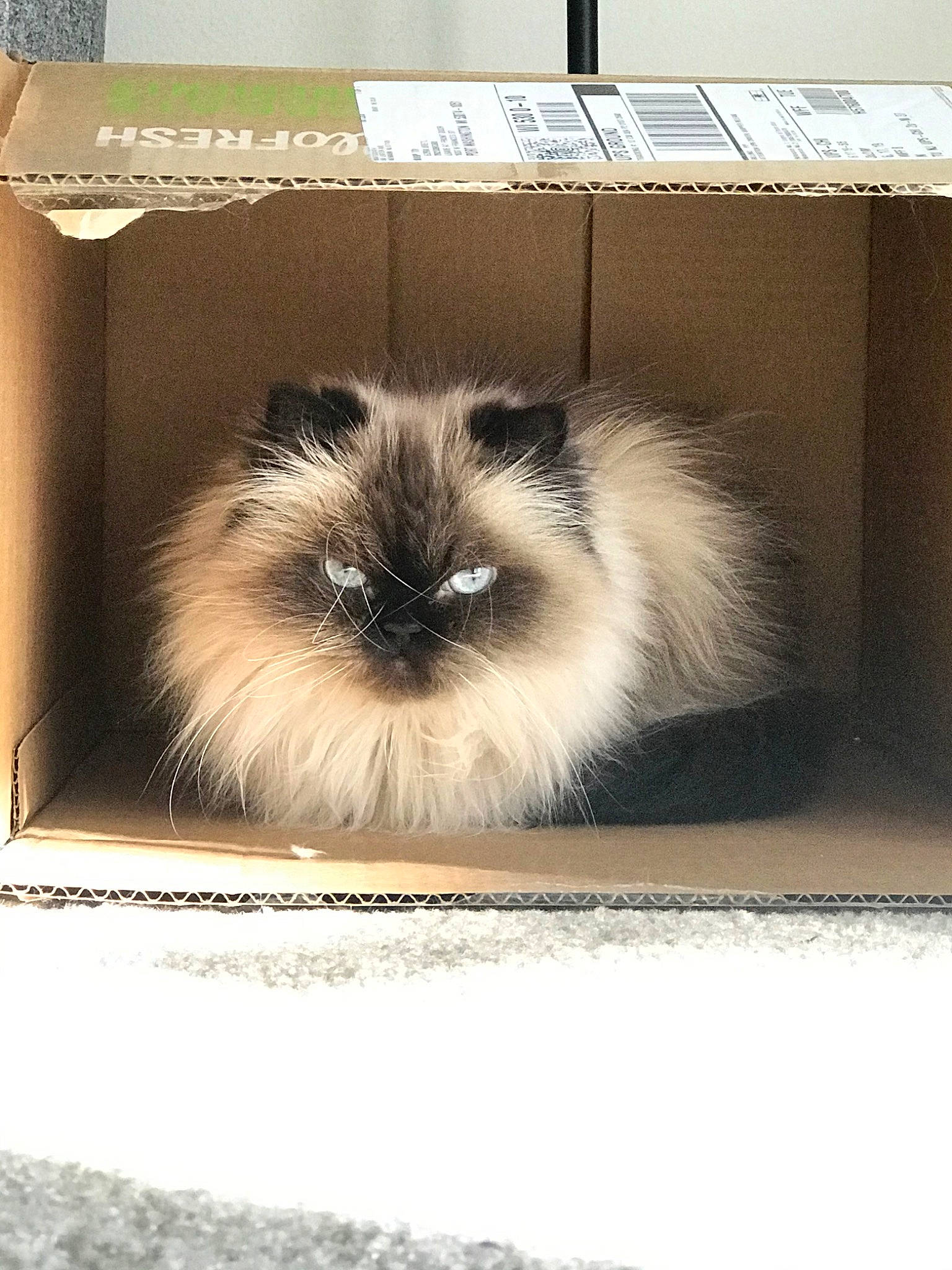 Capri joined the competition — help win amazing prizes! angora_rabbit, birman, box, cat, domestic_rabbit, fawn, felidae, fur, guinea_pig, rabbit, rabbits_and_hares, whiskers