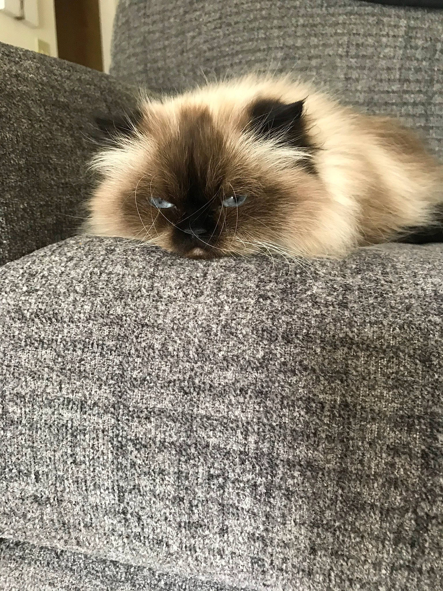 Capri joined the competition — help win amazing prizes! balinese, birman, carnivore, cat, domestic_long_haired_cat, fawn, felidae, fur, himalayan, kitten, mammal, persian, ragdoll, siamese, small_to_medium_sized_cats, tail, vertebrate, whiskers