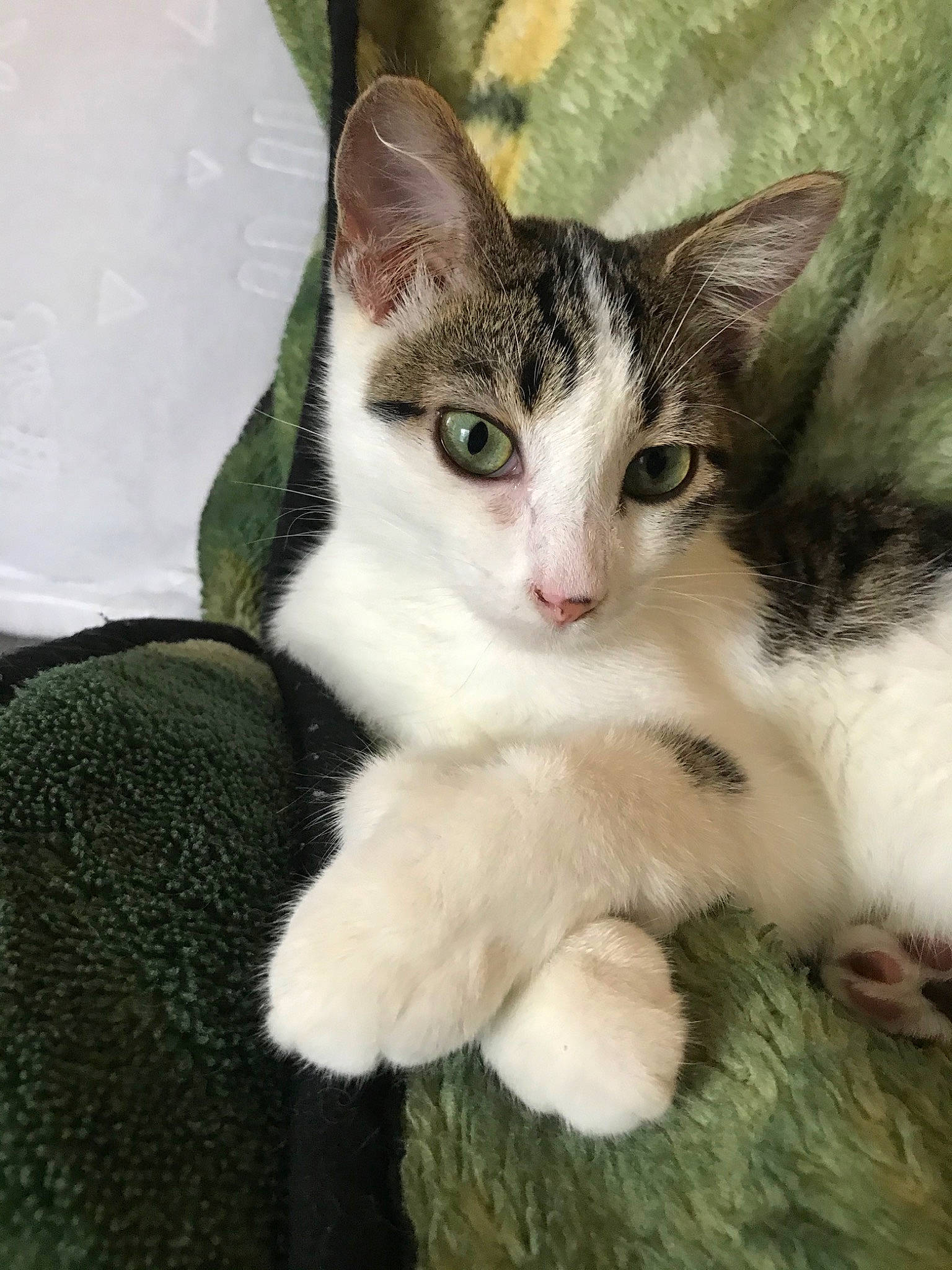 Oswald is registered to the contest to win money with this photo: aegean_cat, american_wirehair, asian, carnivore, cat, domestic_short_haired_cat, european_shorthair, eye, felidae, fur, german_rex, kitten, mammal, ojos_azules, polydactyl_cat, small_to_medium_sized_cats, vertebrate, whiskers