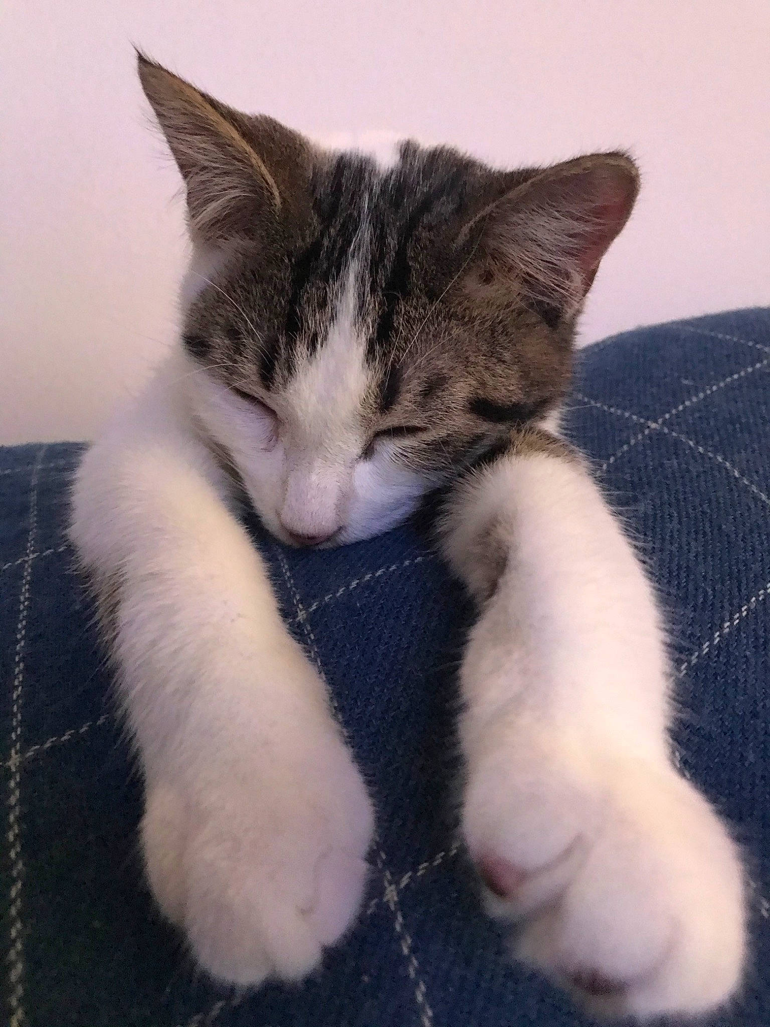 Oswald joined the competition — help win amazing prizes! aegean_cat, american_wirehair, carnivore, cat, domestic_short_haired_cat, ear, european_shorthair, felidae, fur, kitten, mammal, nap, paw, polydactyl_cat, small_to_medium_sized_cats, whiskers