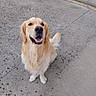 dog, golden_retriever, pet, canine, sitting, smiling, happy, outdoor, pavement, concrete, courtyard, doorway, golden_fur, long_hair, floppy_ears, black_nose, open_mouth, front_facing, tail, portrait