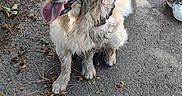 Utopy a rejoint le concours — aidez-le/la à gagner de superbes lots ! dog, golden_retriever, fluffy, sitting, tongue_out, happy, leash, pet, animal, outdoor, pavement, sidewalk, grass, fallen_leaves, autumn, park, fur, collar, human, portrait