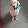 Utopy participe au concours pour gagner de l'argent avec cette photo : dog, golden_retriever, puppy, pet, animal, sitting, toy, blue_toy, holding_toy, fluffy, golden_fur, portrait, indoors, tiled_floor, home, doorway, pet_door, centered, cute, photography