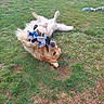 dog, golden_retriever, pet, grass, outdoor, playing, toy, stuffed_animal, rope_toy, rolling_over, lying_down, happy, playful, fluffy, fur, open_mouth, portrait, park, backyard, animal