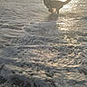 dog, beach, ocean, seawater, sunset, sunlight, silhouette, backlit, running, playing, foam, waves, shoreline, sand, wet_surface, reflection, outdoors, seascape, golden_hour, animal
