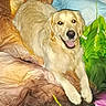dog, golden_retriever, pet, animal, canine, fluffy, long_hair, cream_coat, happy, smiling, tongue_out, lying_down, front_paws, bed, blanket, bedspread, floral, colorful, indoors, portrait