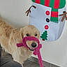 Utopy participe au concours pour gagner de l'argent avec cette photo : dog, golden_retriever, pet, animal, furry, cream_coat, pink_toy, beard_toy, smiling, happy, festive, christmas, snowman, scarf, holiday_decoration, indoor, tile_floor, wall, portrait, playful