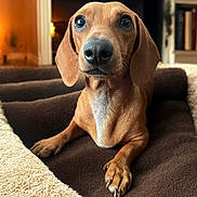 Peach joined the competition — help win amazing prizes! dog, dachshund, pet, animal, brown, bed, cozy, indoor, close_up, cute, ears, paws, fur, portrait, canine, looking, snout, whiskers, relaxed, home
