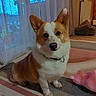 corgi, dog, pet, indoor, carpet, plush_toy, curtains, window, floor, collar, animal, cute, domestic, fur, ears, sitting, home, cozy, toy, face