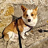 Beau a rejoint le concours — aidez-le/la à gagner de superbes lots ! dog, corgi, pet, leash, harness, sitting, outdoor, sunlight, stone, wall, texture, shadow, animal, cute, mammal, companion, daylight, canine, fur, resting
