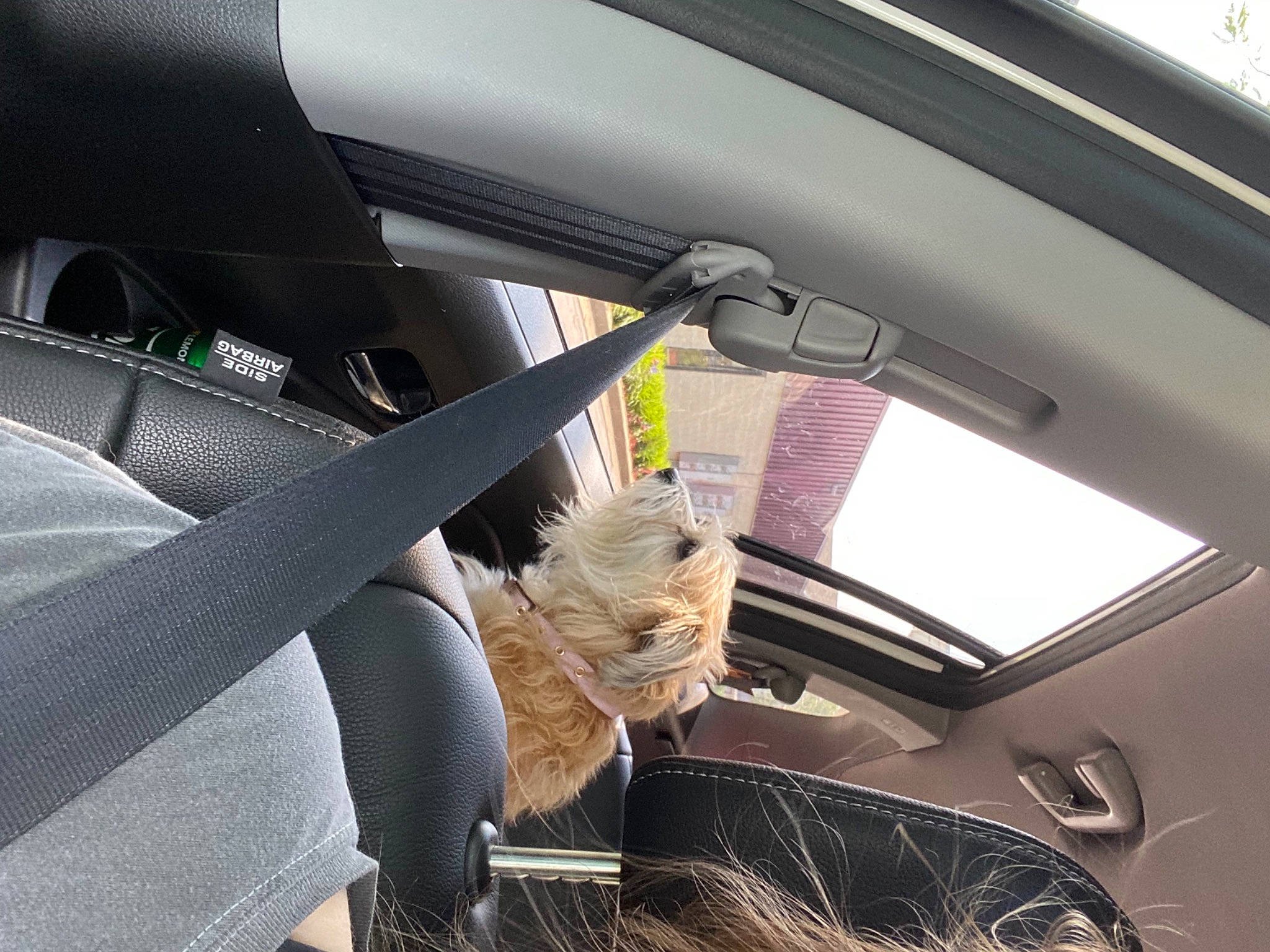 Jordi is registered to the contest to win money with this photo: auto_part, automotive_design, automotive_exterior, automotive_lighting, automotive_mirror, automotive_window_part, car, car_seat, car_seat_cover, hood, motor_vehicle, personal_luxury_car, rear_view_mirror, steering_part, steering_wheel, tints_and_shades, vehicle, vehicle_door, window, windshield