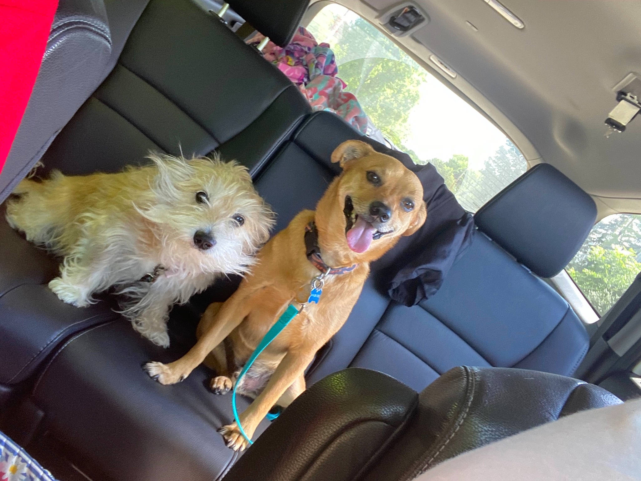 Jordi is registered to the contest to win money with this photo: auto_part, automotive_exterior, car, car_seat, car_seat_cover, carnivore, companion_dog, dog, dog_breed, family_car, fawn, head_restraint, mammal, motor_vehicle, seat_belt, toy_dog, vehicle, vehicle_door, vertebrate, watch