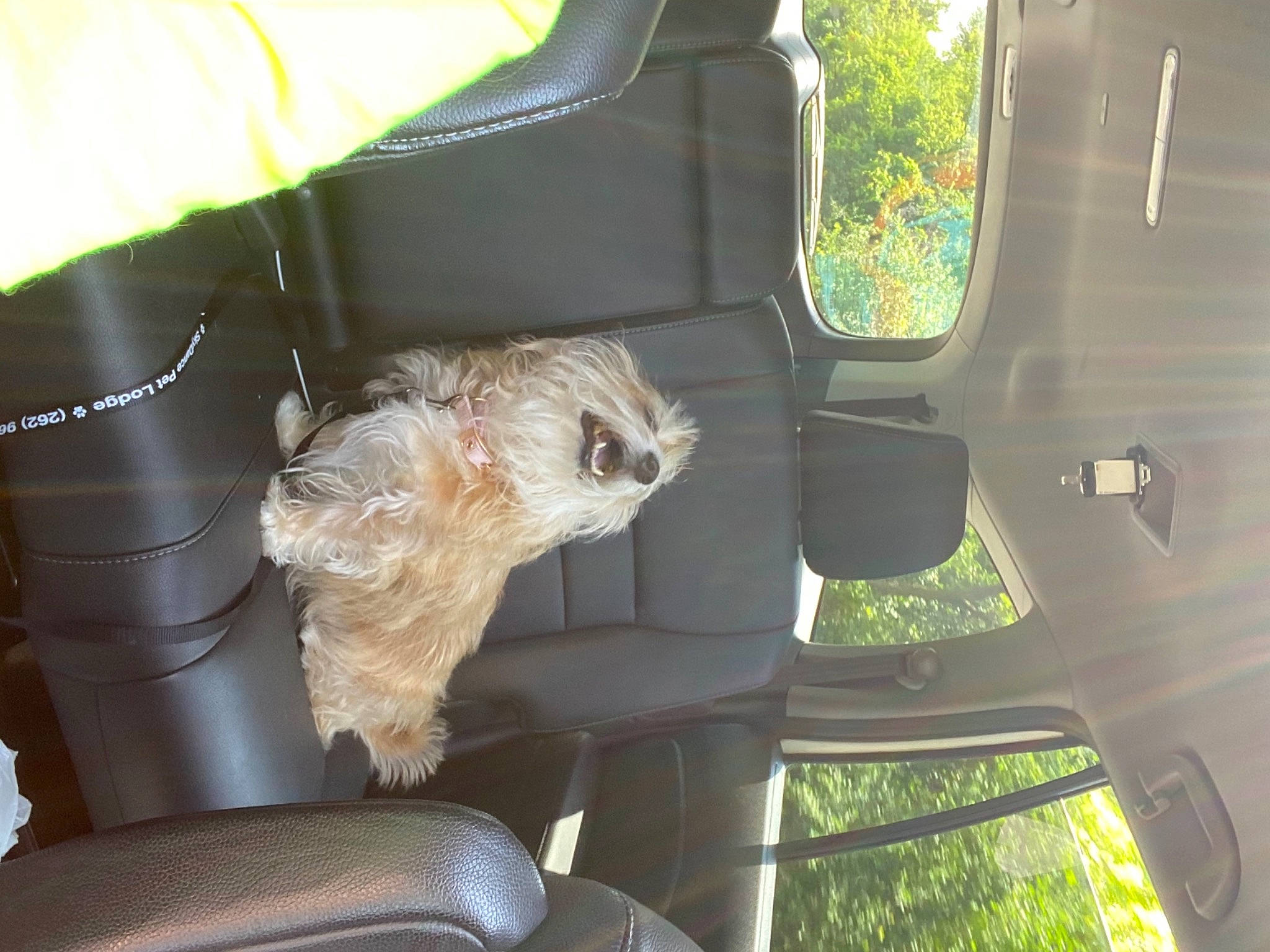 Jordi is registered to the contest to win money with this photo: auto_part, automotive_exterior, automotive_mirror, automotive_window_part, car, car_seat, car_seat_cover, carnivore, companion_dog, dog, dog_breed, family_car, fixture, grass, motor_vehicle, seat_belt, tints_and_shades, vehicle, vehicle_door, windshield