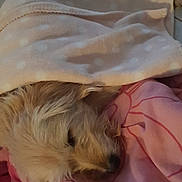 Candy participe au concours pour gagner de l'argent avec cette photo : canidae, carnivore, dog_breed, fawn
