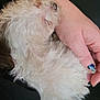 Petit Coeur participe au concours pour gagner de l'argent avec cette photo : dog, white_fur, curly_fur, pet, hand, person, nail_polish, blue_nails, cuddle, cozy, indoor, close_up, snuggling, fur, relaxing, domestic_animal, companion, cute, small_dog, resting