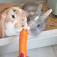 Pinpin participe au concours pour gagner de l'argent avec cette photo : carrot, comfort_food, degu, domestic_rabbit, eating, fawn, gerbil, hamster, rabbit, rabbits_and_hares, rodent, root_vegetable, side_dish, small_animal_food, vegetable