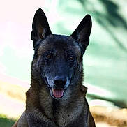 Hychan a rejoint le concours — aidez-le/la à gagner de superbes lots ! belgian_shepherd, belgian_shepherd_malinois, canidae, carnivore, dog, dog_breed, dutch_shepherd_dog, formosan_mountain_dog, kunming_wolfdog, mammal, police_dog, rare_breed_dog, snout, vertebrate