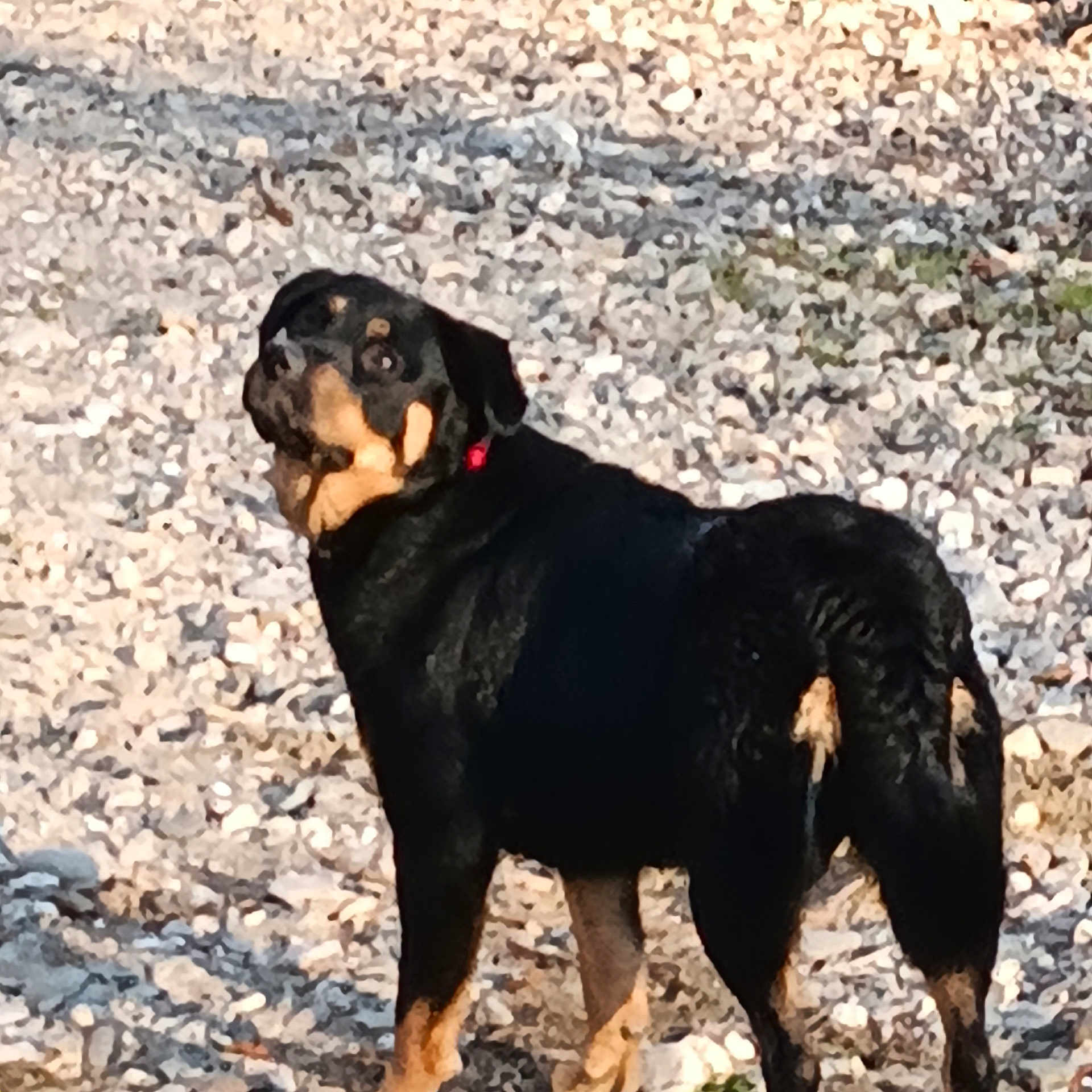 Maya participe au concours pour gagner de l'argent avec cette photo : animal, bulldog, canine, dog, face, gravel, head, hound, labradorretriever, path, pebble, person, pet, photography, pug, puppy, road, rock, slate, soil