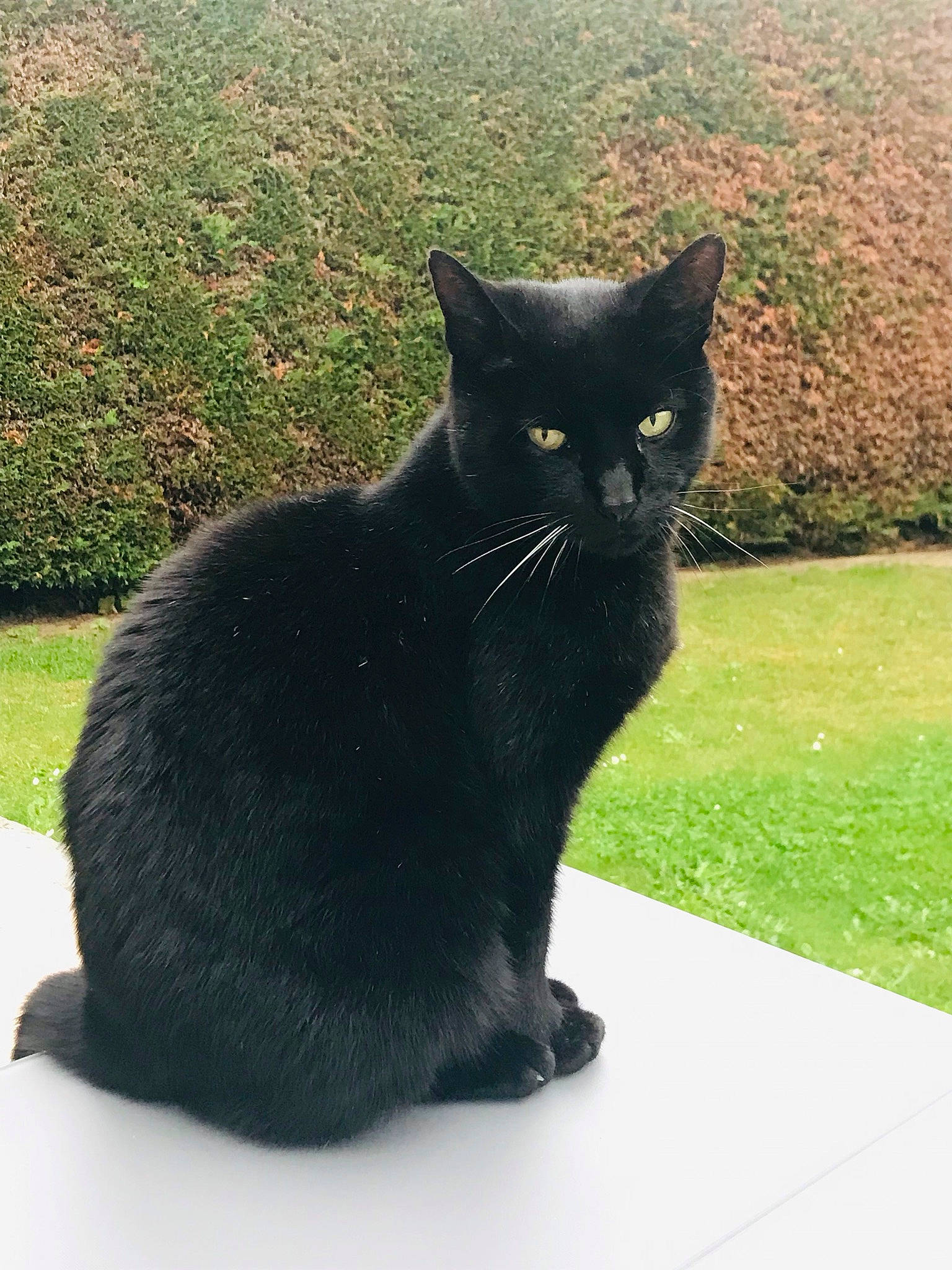 Cerise a rejoint le concours — aidez-le/la à gagner de superbes lots ! black_cat, bombay, carnivore, cat, domestic_short_haired_cat, felidae, fur, grass, grey, plant, shadow, sitting, small_to_medium_sized_cats, snout, tail, terrestrial_animal, tree, whiskers, window