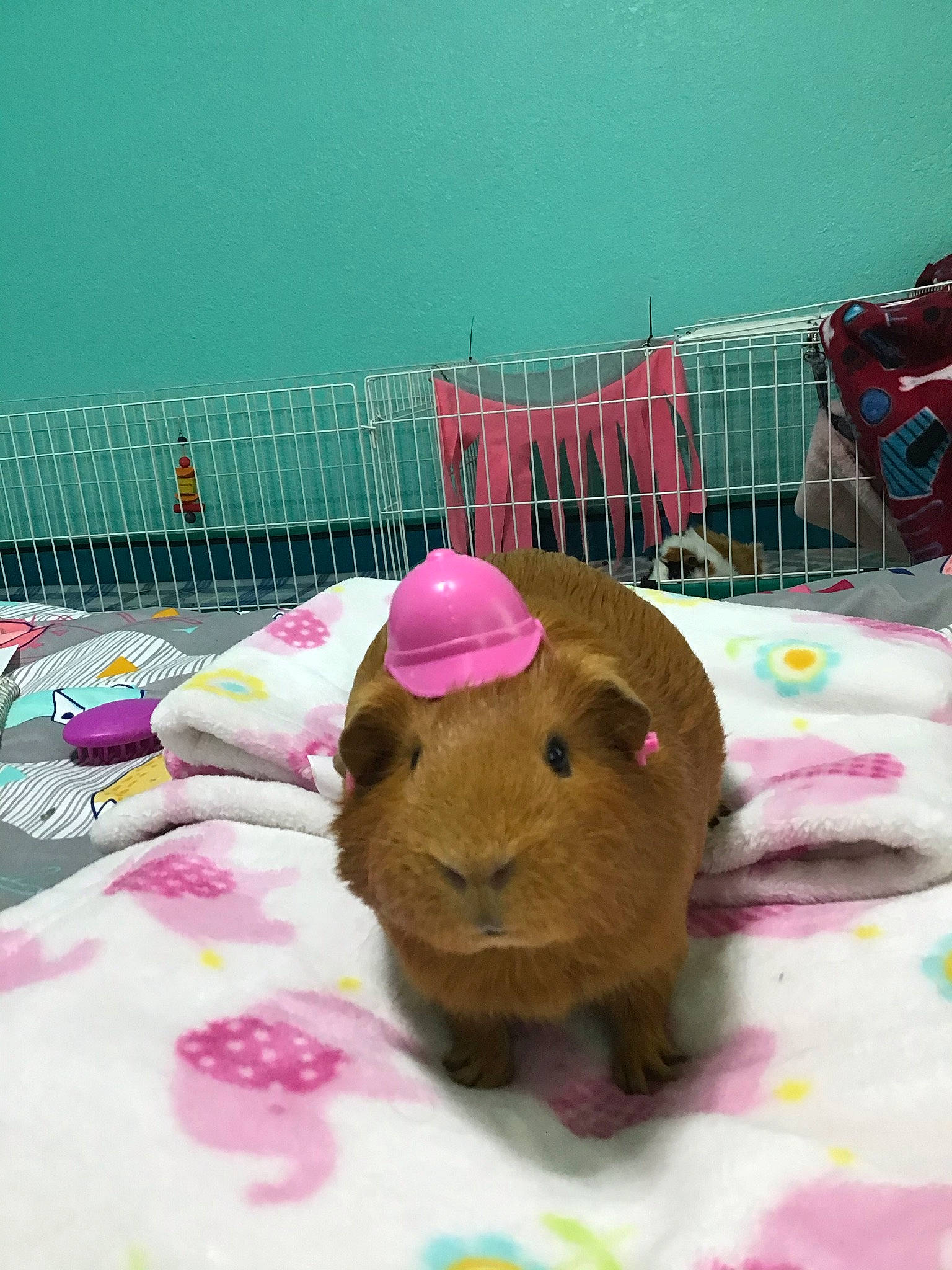 Grammy is registered to the contest to win money with this photo: baby_products, baby_toys, bed, bedding, fawn, fur, hat, linens, magenta, pattern, pet_supply, pink, plush, room, stuffed_toy, teddy_bear, terrestrial_animal, textile, toy, wool