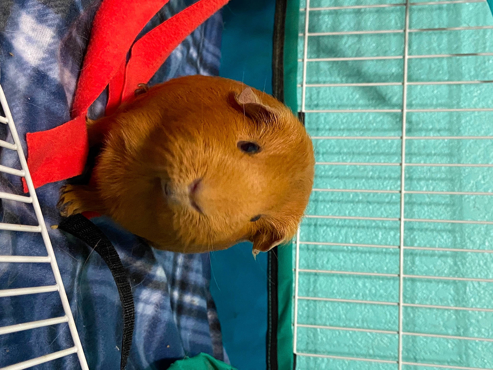 Grammy is registered to the contest to win money with this photo: animal_shelter, ball, cage, canidae, fawn, food, fur, guinea_pig, ladder, mammal, mesh, net, pet_supply, rodent, snout, sporting_group, stuffed_toy, vertebrate, whiskers, wood