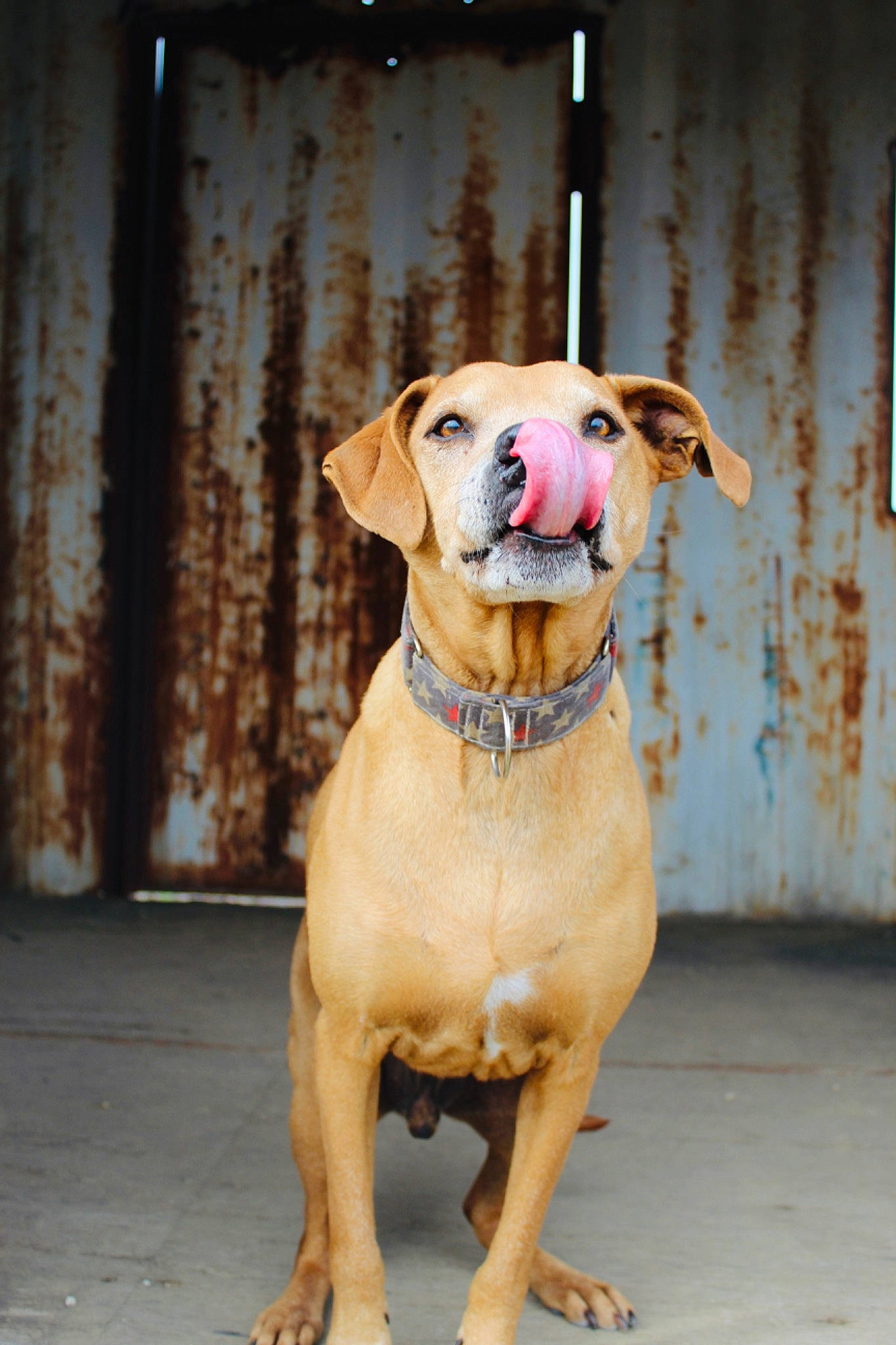 Bru joined the competition — help win amazing prizes! canidae, carnivore, collar, companion_dog, dog, dog_breed, dog_collar, dog_supply, fashion_accessory, fawn, guard_dog, hat, leash, liver, pet_supply, snout, sporting_group, sun_hat, whiskers, working_animal