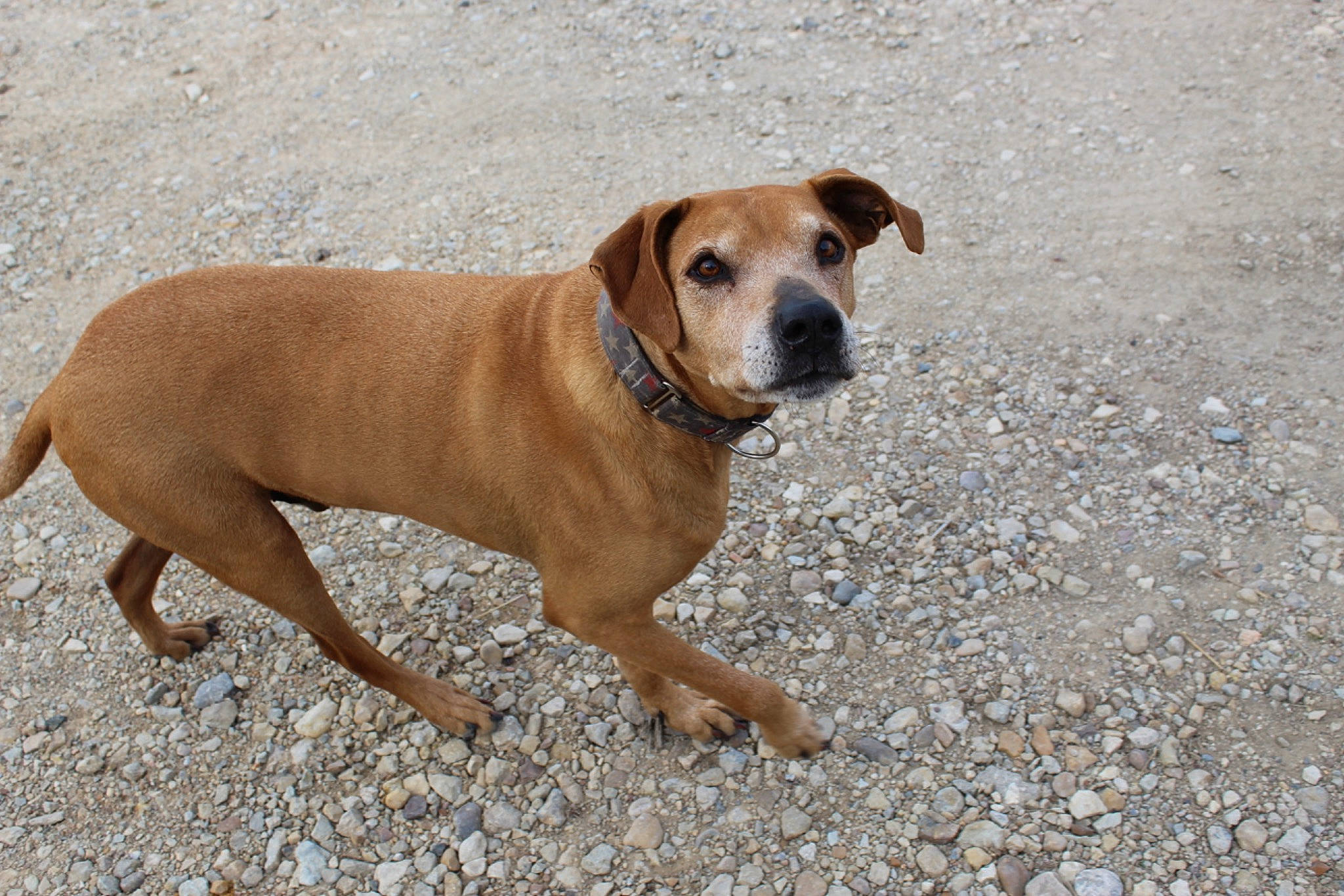 Bru is registered to the contest to win money with this photo: ancient_dog_breeds, canidae, carnivore, collar, companion_dog, dog, dog_breed, dog_collar, dog_supply, fawn, hound, liver, non_sporting_group, paw, sporting_group, tail, terrestrial_animal, whiskers, working_animal, working_dog