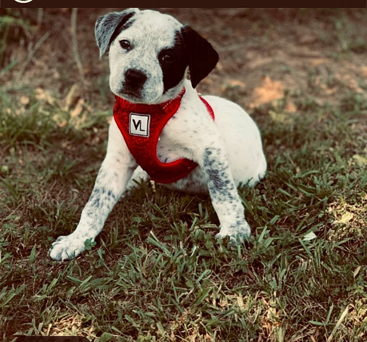Knox is registered to the contest to win money with this photo: ball, canidae, carmine, carnivore, collar, companion_dog, dog, dog_breed, dog_collar, dog_supply, fawn, grass, hound, paw, pet_supply, puppy, soil, sporting_group, tail, terrestrial_animal