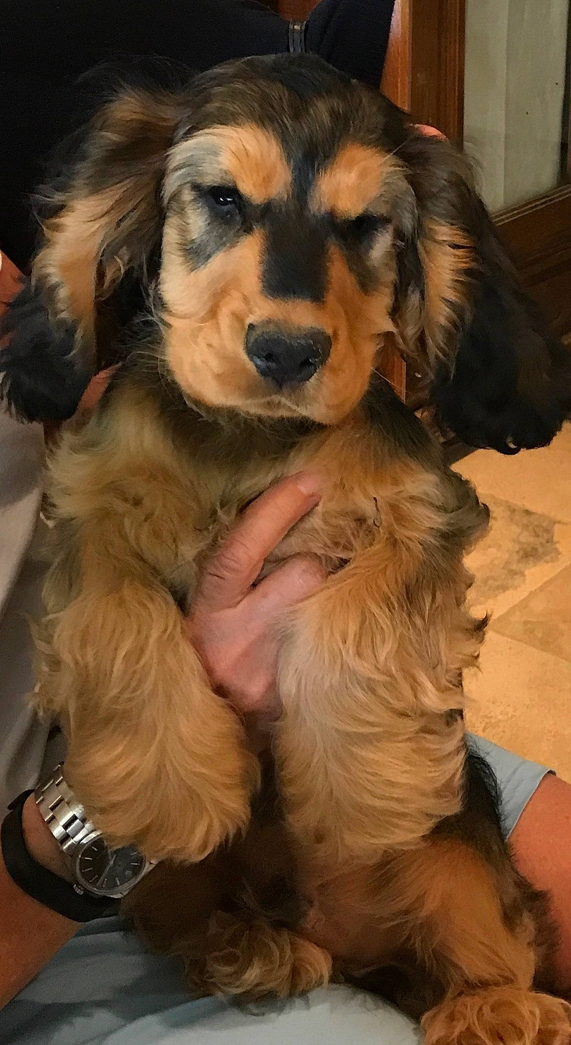 Petrus a rejoint le concours — aidez-le/la à gagner de superbes lots ! canidae, carnivore, clock, companion_dog, dog, dog_breed, event, fawn, fur, hair, hat, liver, natural_material, snout, sporting_group, watch, working_dog