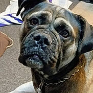 Walter is registered to the contest to win money with this photo: animal, black, blanket, brown, canine, carpet, chain, close_up, collar, cushion, dog, domestic, expression, face, floor, fur, indoor, mammal, pet, portrait