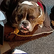 Ugly joined the competition — help win amazing prizes! animal, bed, brown, bulldog, carpet, closeup, companion, cozy, cute, dog, domestic, floor, furniture, indoor, looking_up, mammal, pet, resting, tongue, white