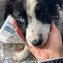 Bingo participe au concours pour gagner de l'argent avec cette photo : puppy, dog, black_and_white, heterochromia, blue_eye, brown_eye, wet_fur, hand, close_up, portrait, newspaper, pet, cute, animal, young_dog, furry, domestic_animal, paw, indoor, person