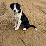 puppy, dog, beach, sand, dunes, grass, sky, cloudy, outdoor, animal, pet, black_and_white, heterochromia, cute, sitting, nature, young, canine, portrait, curious