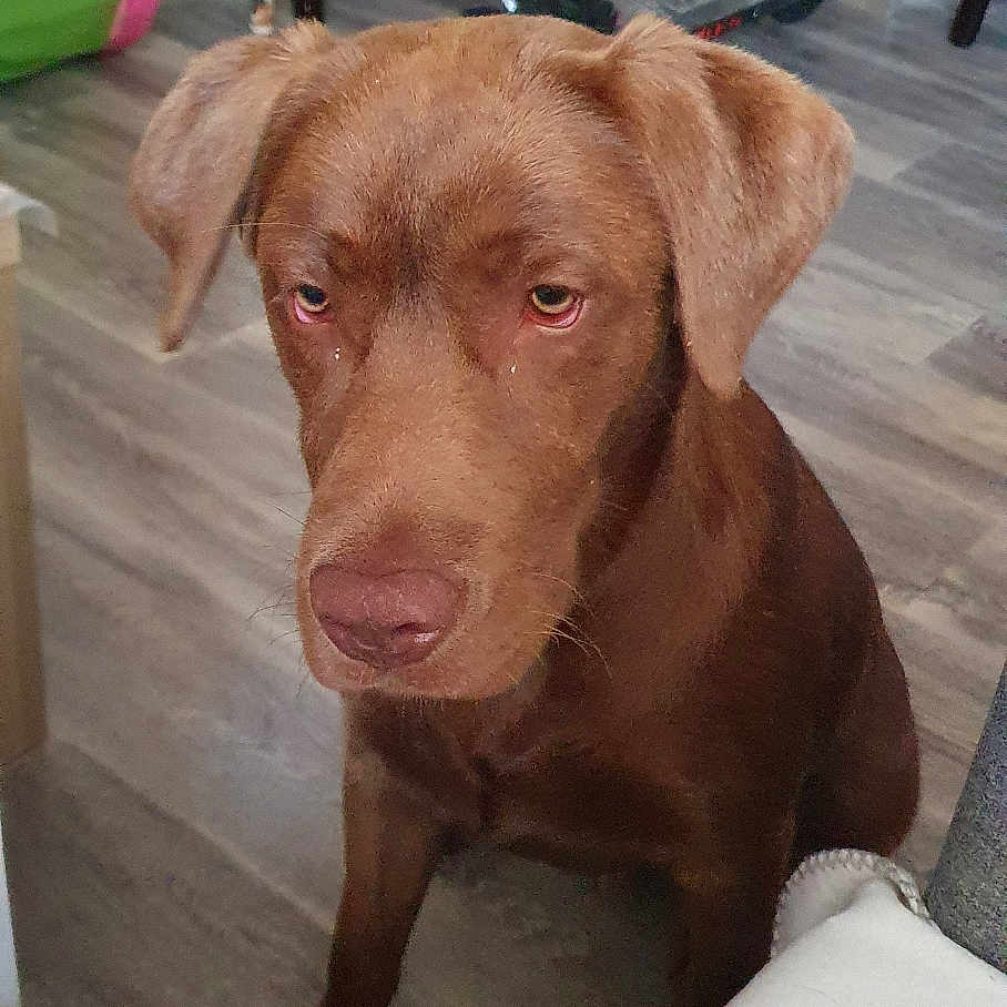 Arrow participe au concours pour gagner de l'argent avec cette photo : animal, brown_dog, chair, companion, cute, dog, domestic, ears, floor, flooring, furniture, household, indoor, looking_down, pet, scooter, sitting, snout, toy, wooden_floor