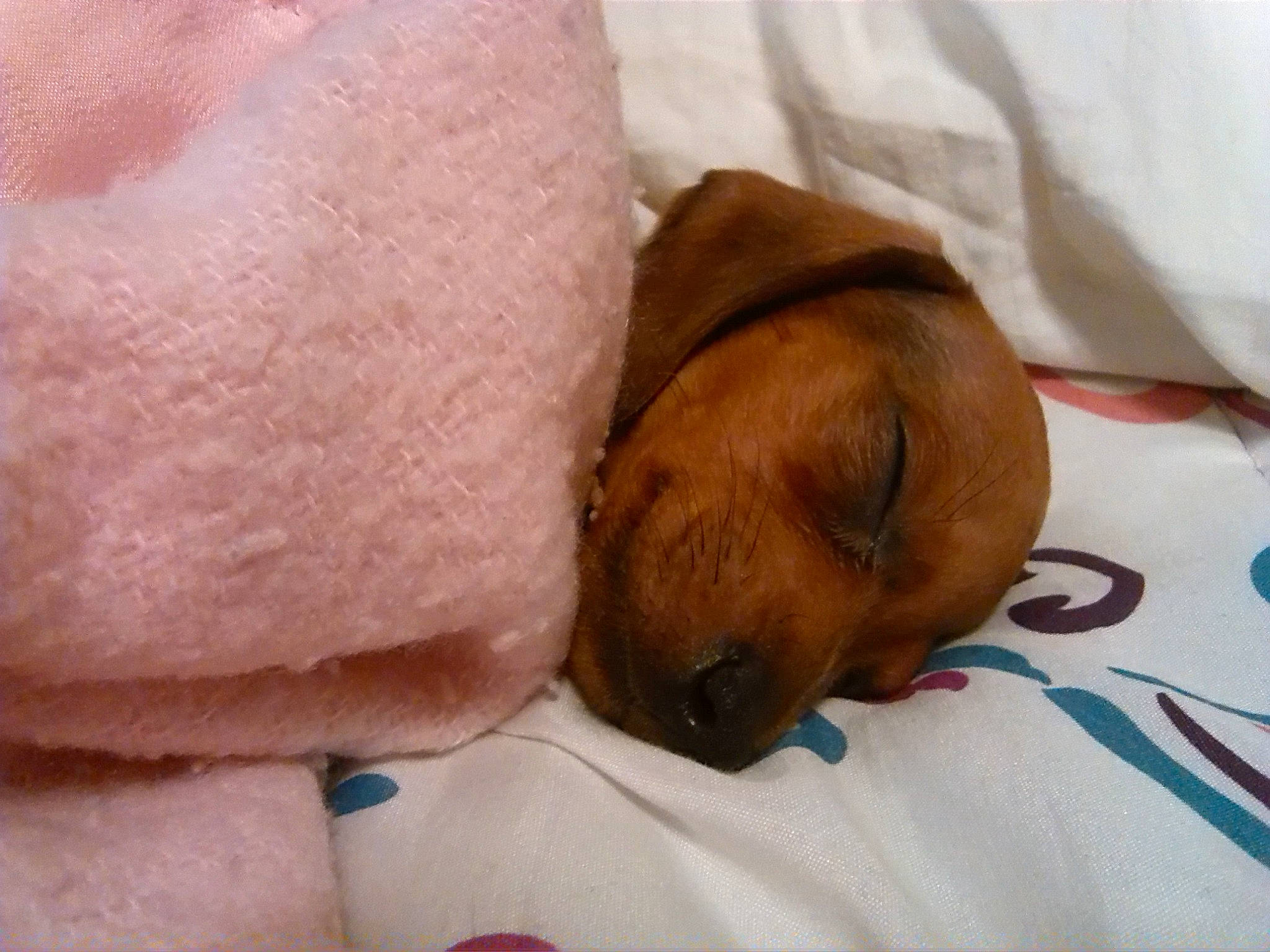 Trigger is registered to the contest to win money with this photo: bedding, bedtime, blanket, canidae, carnivore, comfort, companion_dog, dog, dog_breed, duvet, fawn, fur, linens, liver, nap, room, sporting_group, teddy_bear, terrestrial_animal, working_animal