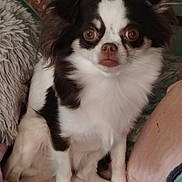 Vénus participe au concours pour gagner de l'argent avec cette photo : dog, pet, animal, black_and_white, fluffy, small_dog, bed, pillow, blanket, indoors, cute, fur, ears, nose, eyes, sitting, cozy, domestic, companion, resting