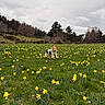Ula a rejoint le concours — aidez-le/la à gagner de superbes lots ! animal, canine, cloudy_sky, daffodils, dog, field, flowers, grass, greenery, happy, landscape, meadow, nature, outdoor, overcast, pet, playful, running, spring, trees