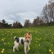 Ula a rejoint le concours — aidez-le/la à gagner de superbes lots ! canine, cloudy_sky, daffodils, dog, field, flowers, fur, grass, greenery, happy, landscape, leash, meadow, nature, outdoor, pet, scenic, spring, tongue_out, trees