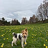 canine, cloudy_sky, daffodils, dog, field, flowers, fur, grass, greenery, happy, landscape, leash, meadow, nature, outdoor, pet, scenic, spring, tongue_out, trees