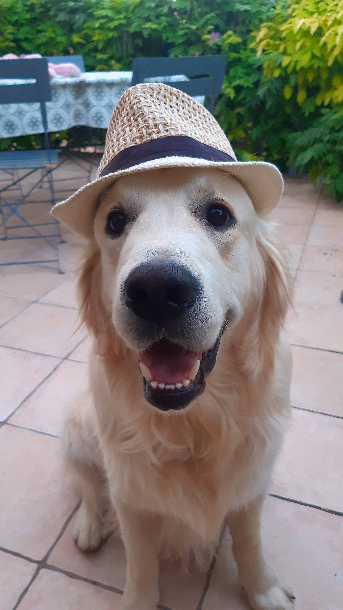 Rango participe au concours pour gagner de l'argent avec cette photo : canidae, carnivore, collar, companion_dog, dog, dog_breed, dog_collar, fang, fawn, fur, golden_retriever, hat, jaw, pet_supply, plant, snout, sporting_group, sun_hat, whiskers, working_animal