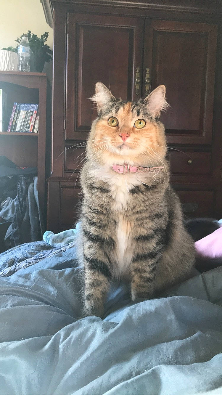 Freya joined the competition — help win amazing prizes! bookcase, carnivore, cat, comfort, domestic_short_haired_cat, door, eye, felidae, fur, glasses, head, picture_frame, shelf, shelving, small_to_medium_sized_cats, snout, tail, terrestrial_animal, whiskers, window