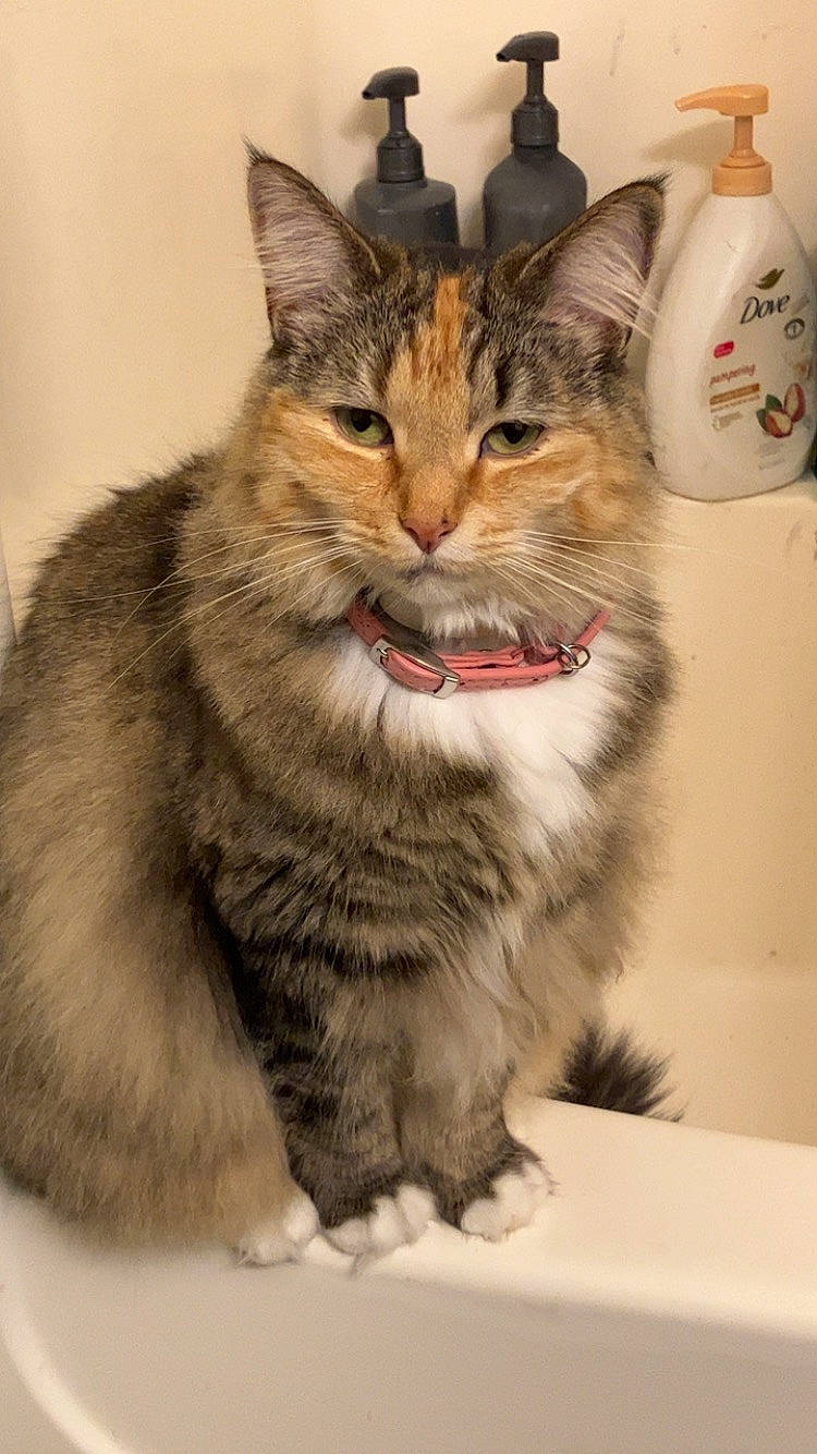 Freya joined the competition — help win amazing prizes! box, carnivore, cat, claw, domestic_short_haired_cat, felidae, fur, paw, pet_supply, small_to_medium_sized_cats, snout, tail, terrestrial_animal, whiskers, window